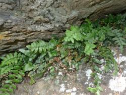 Pellaea calidirupium. Mature plants growing in a rock crevice.
 Image: L.R. Perrie © Leon Perrie CC BY-NC 3.0 NZ